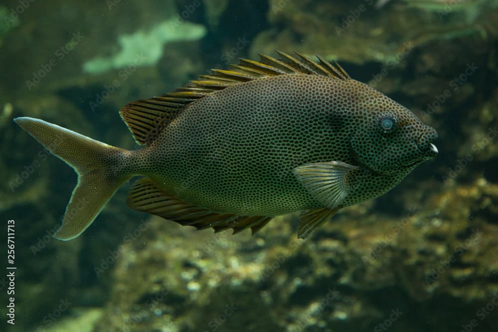 Brown-spotted spinefoot (Siganus stellatus).