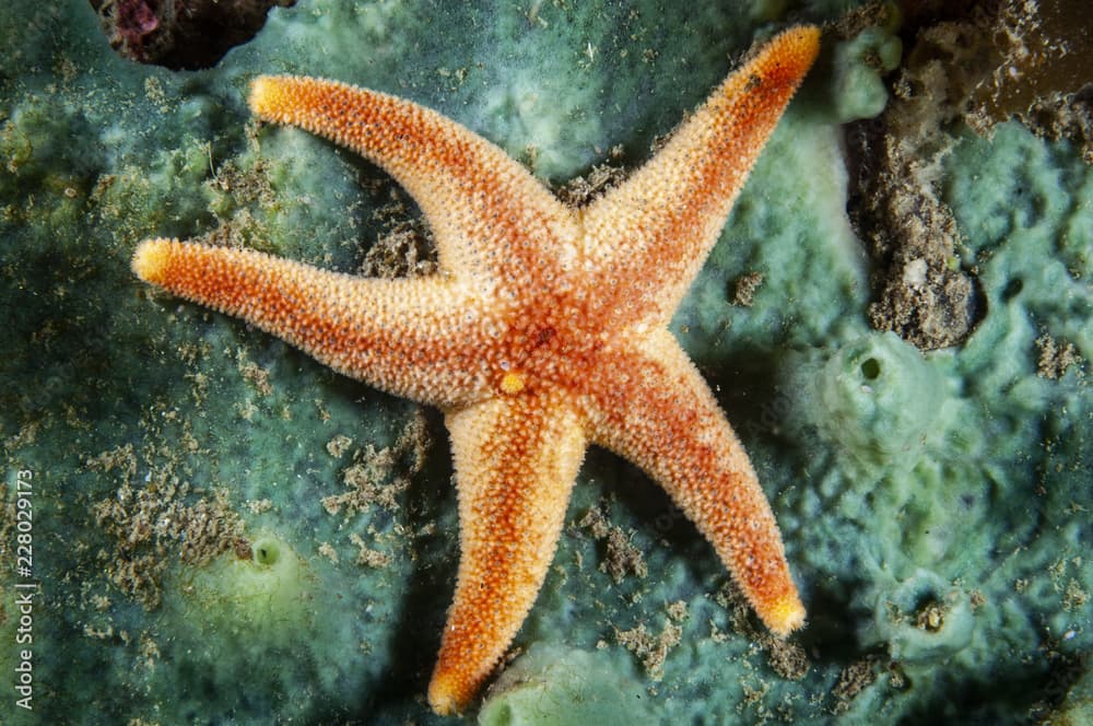 Blood Sea Star underwater in the St. Lawrence Estuary