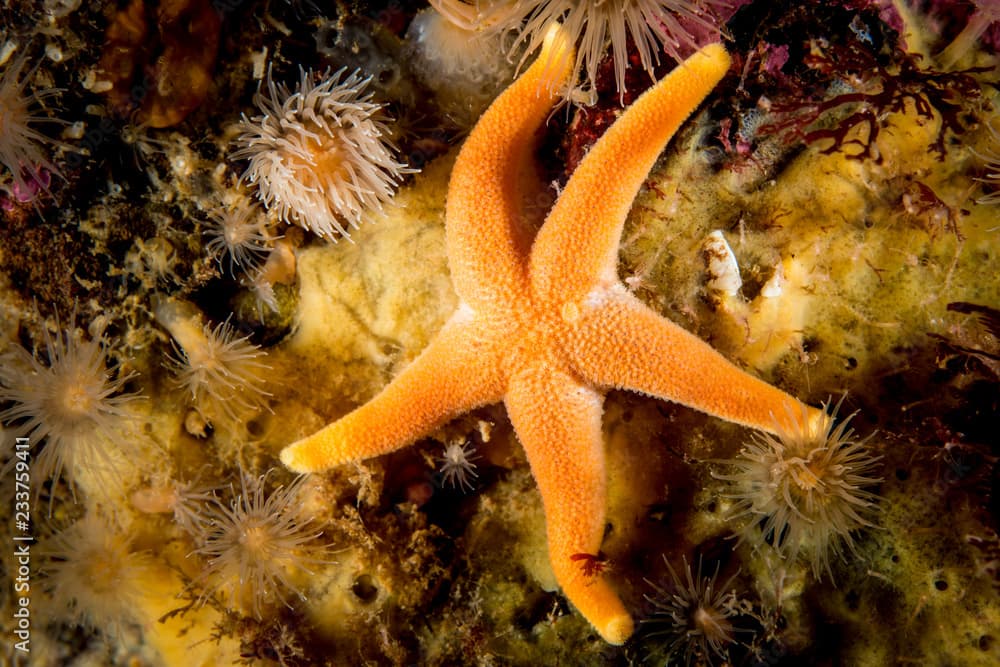 Blood Sea Star underwater at Bonaventure Island in the St. Lawrence River