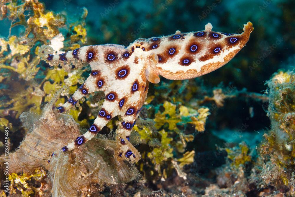 Greater blue-ringed octopus (Hapalochlaena lunulata) on a reeftop, Lembeh Strait, Indonesia