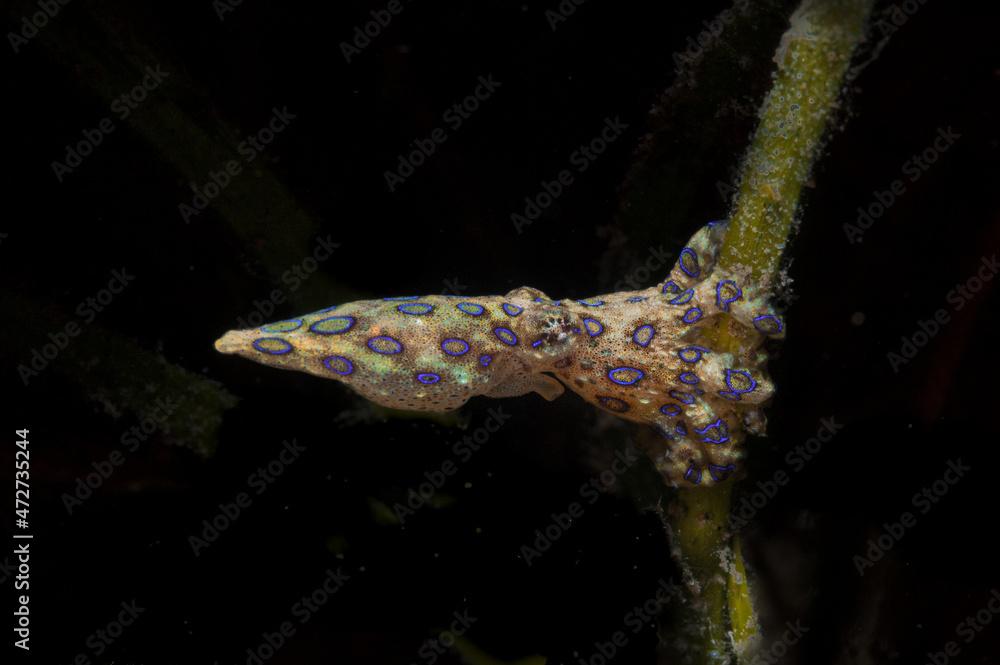 A blue-ringed octopus or Hapalochlaena lunulata