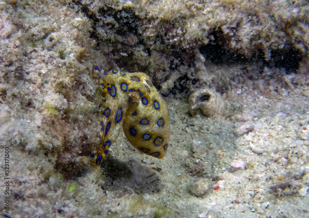 Greater Blue-ringed Octopus (Hapalochlaena lunulata)