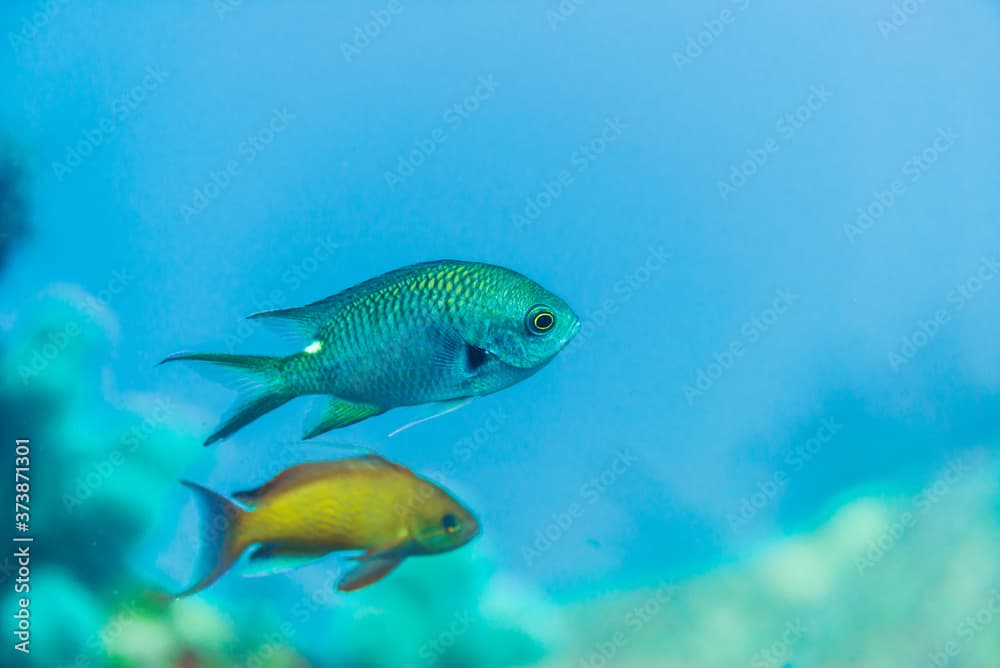 Smokey chromis. Science name: Chromis fumea (Tanaka, 1917)	
