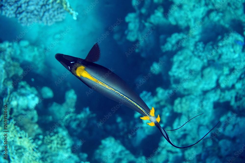 Naso elegans, Elegant unicornfish