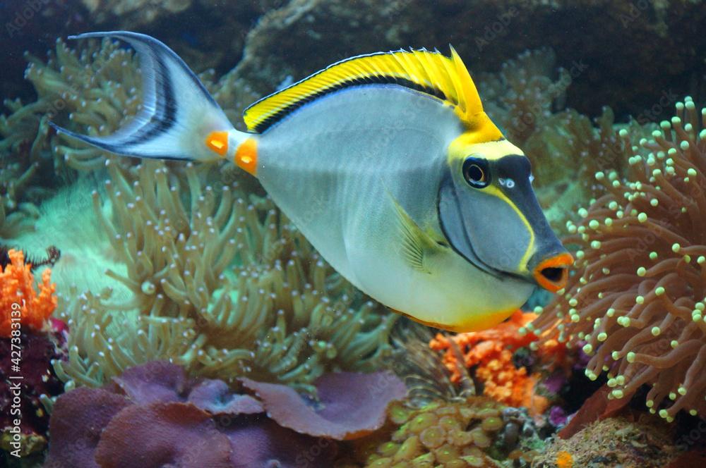 Naso Elegans is a tropical fish found in coral reefs in the Indian Ocean. It is commonly known as the elegant unicornfish, orange-spine unicorn, and smoothheaded unicornfish.