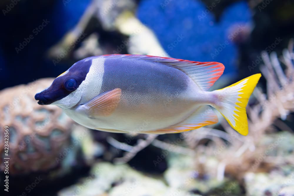 Exotic fish in neon light in aquarium 