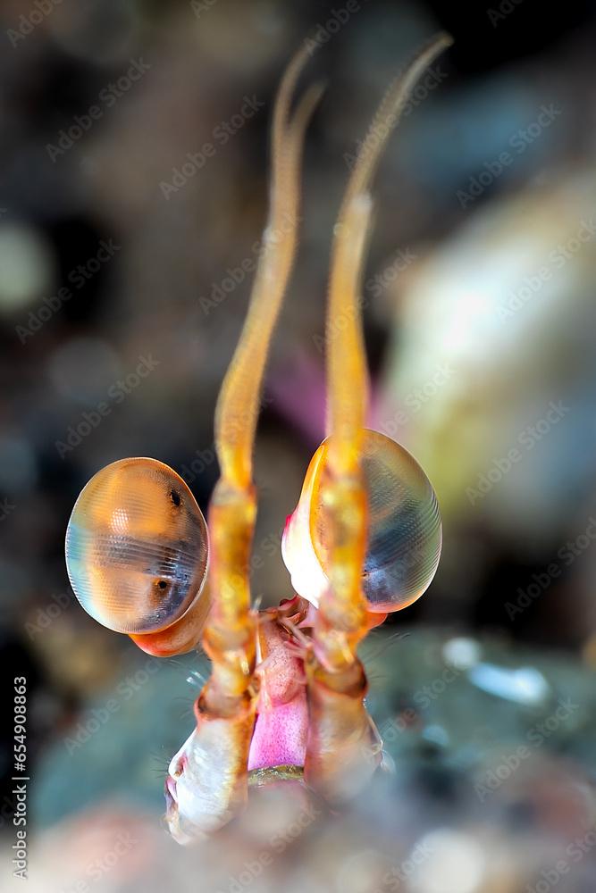 Mantis Shrimp Eye