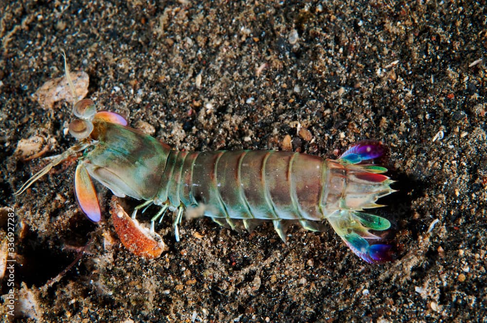 Pink-eared Mantis Shrimp, Odontodactylus latirostris, Lembeh Strait, Sulawesi, Indonesia