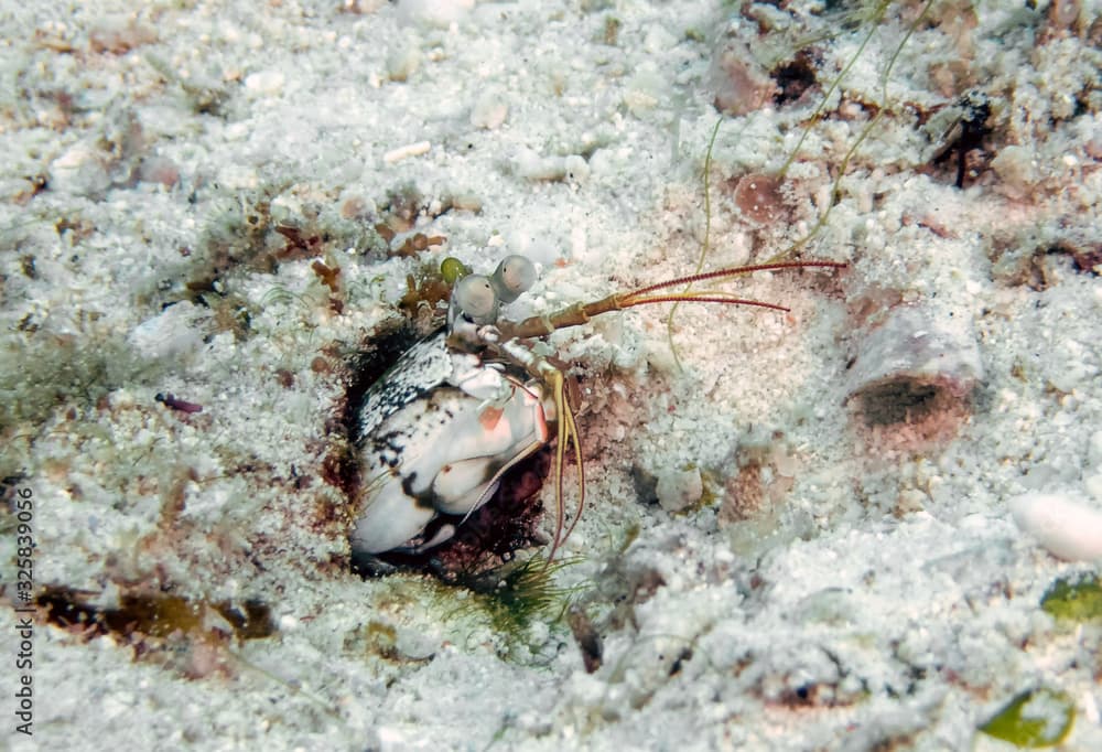 Pink Earred Mantis Shrimp (Odontodactylus latirostris)