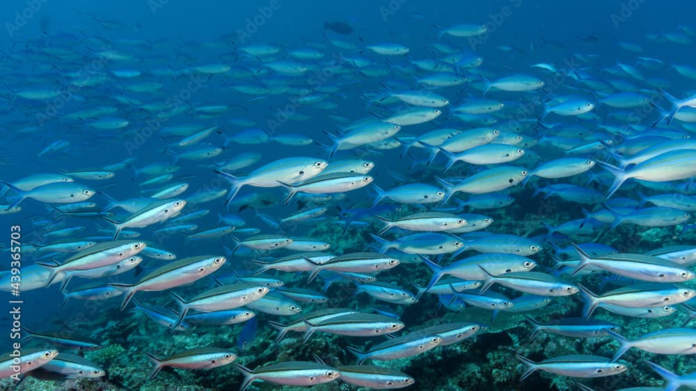 Thin-lined fusilier, caesio varilineata, and Blue-dash fusilier, pterocaesio tile, in Maldives. Two types of fusiliers schooling together.