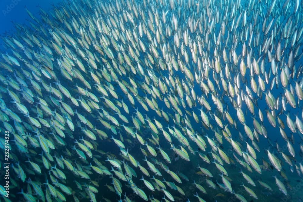 Variable-lined fusiliers (Caesio varilineata), swimming in blue water, Daymaniyat Islands nature reserve, Indian Ocean, Khawr Suwasi, Al-Batina province, Oman, Asia