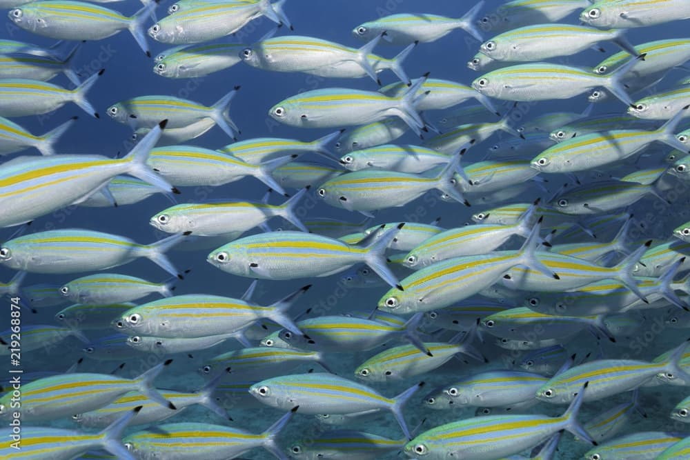 Variable-lined fusiliers (Caesio varilineata), school of fish swimming in blue water, Daymaniyat Islands Nature Reserve, Khawr Suwasi, Al-Batina Province, Indian Ocean, Oman, Asia