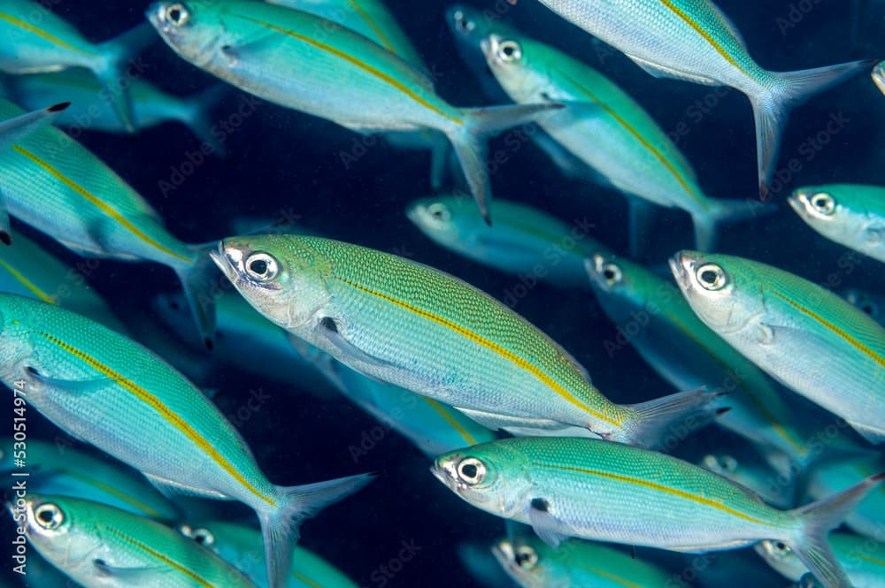 Variable lined fusiliers, Caesio varilineata, Raja Ampat Indonesia