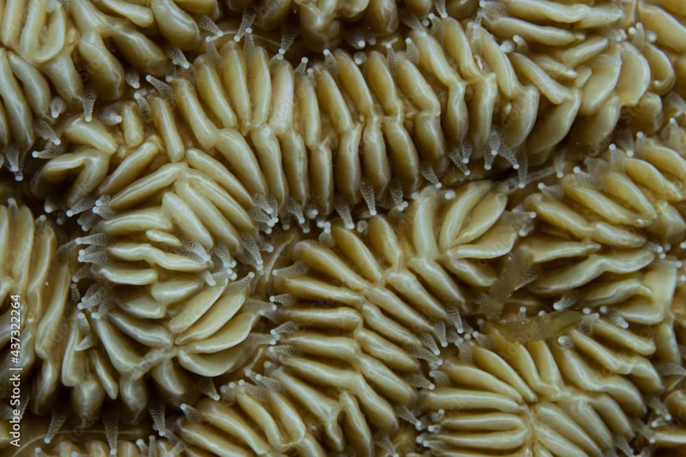 Maze Coral on Caribbean Coral Reef