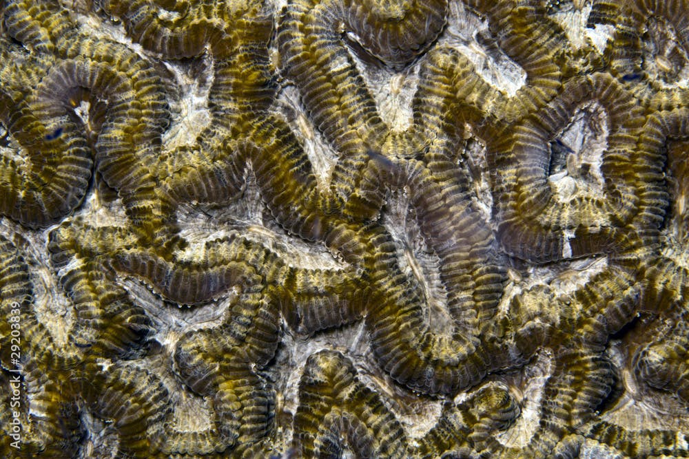 Maze coral (meandrina meandrites)