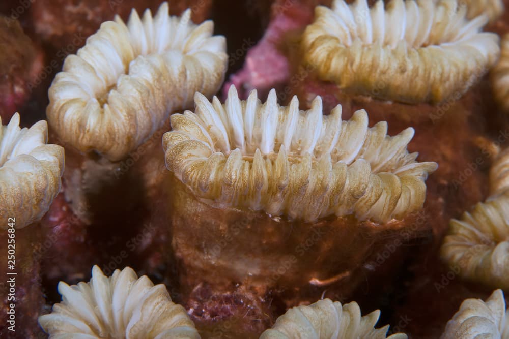 Elliptical Star Coral (Dichocoenia stokesi), the Caribbean Island of Bonaire