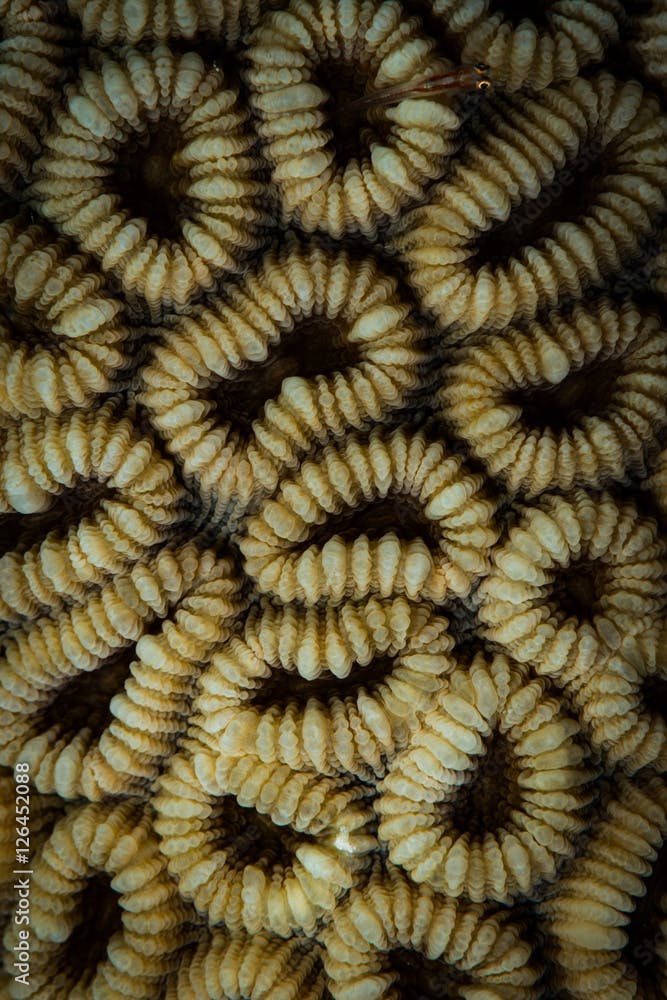 Elliptical star coral (Dichocoenia stokesi)  Red Sea, Egypt