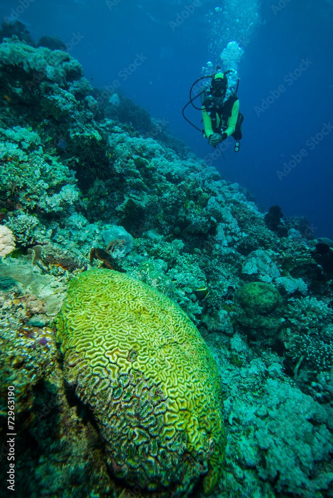 Diver and hard coral reefs in Derawan, Kalimantan underwater