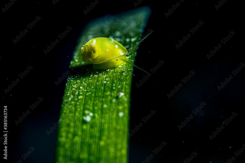 Nerite on Seagrass Blade