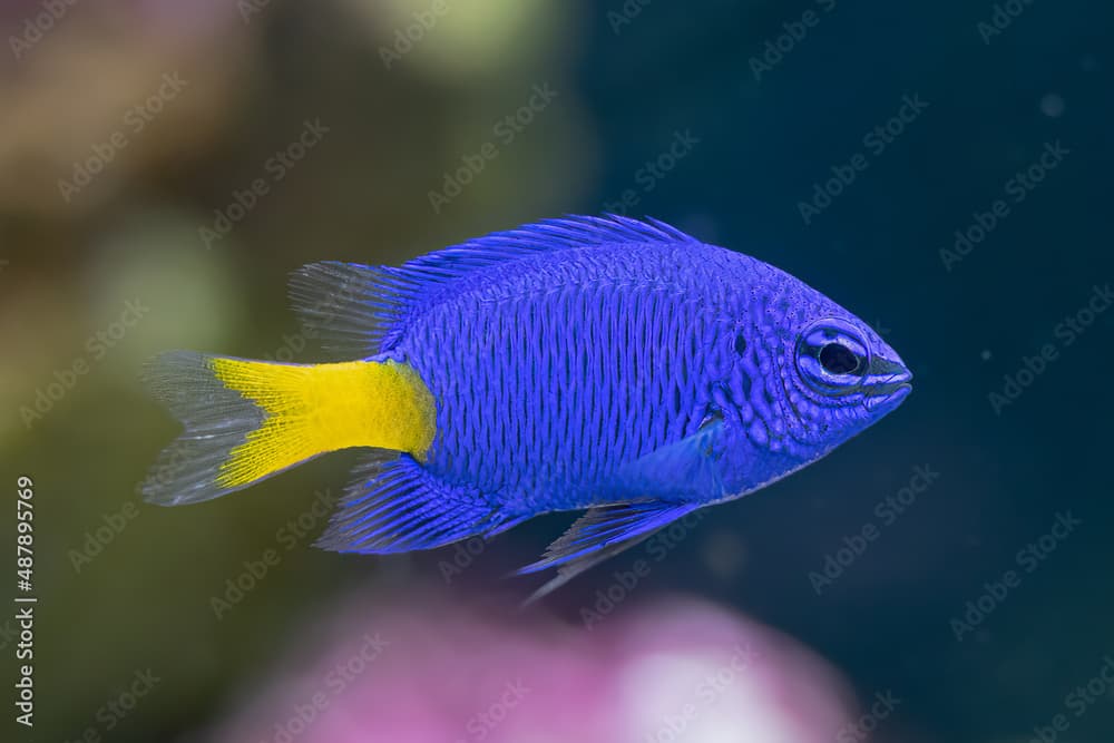 yellow tail damsel fish close up in an aquarium