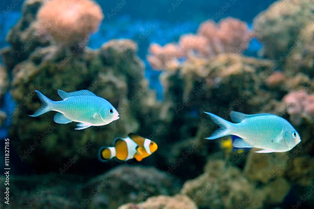 Green chromis (Chromis viridis)