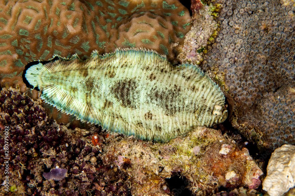 Banded Sole, Soleichthys heterorhinos is a sole from the Eastern Indian Ocean and Western Pacific