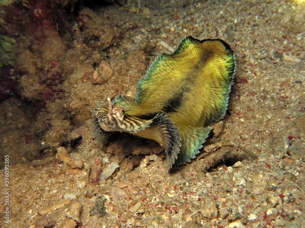 Close-up of a Banded sole Soleichthys heterorhinos at night