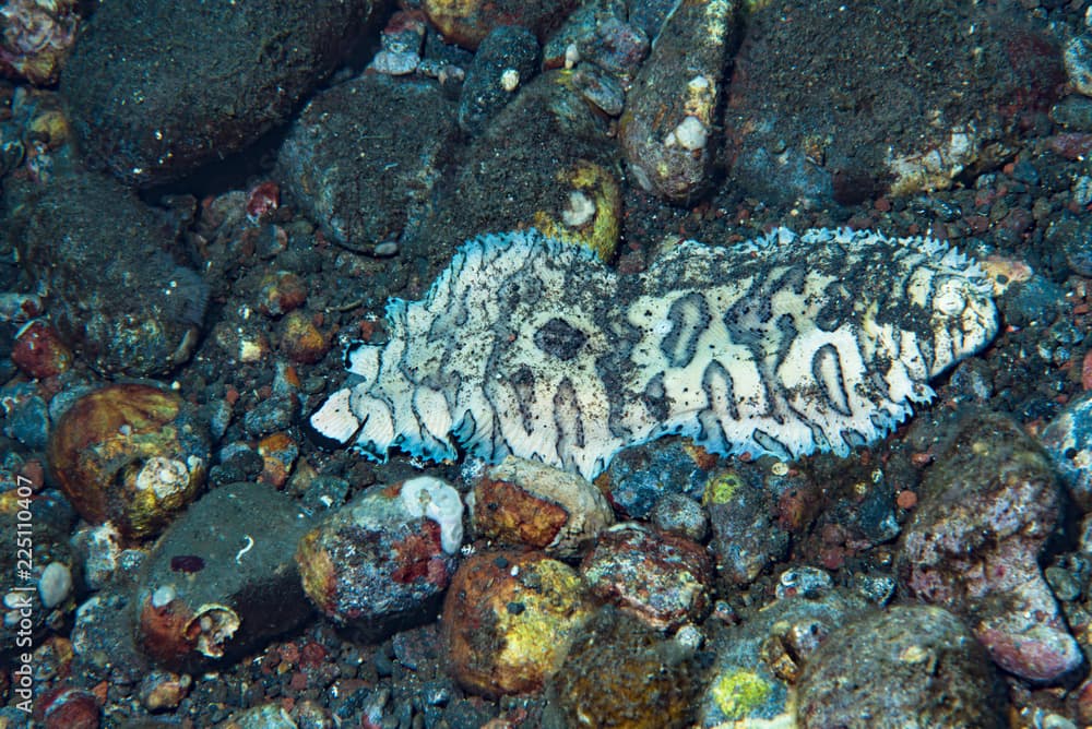 Black-Tip Sole Soleichthys heterorhinos