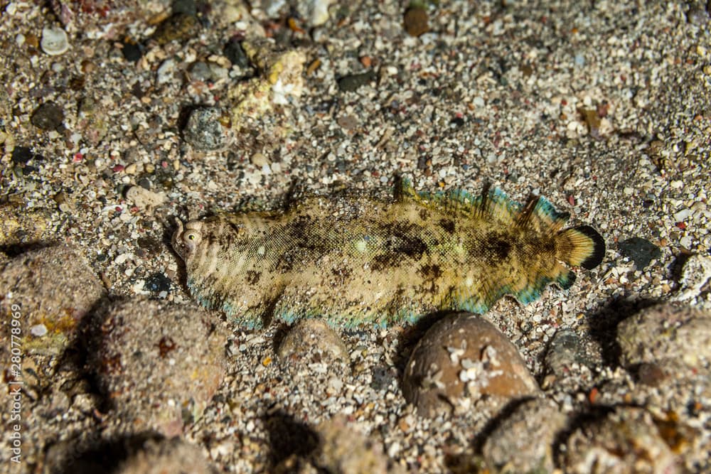 Banded Sole, Soleichthys heterorhinos is a sole from the Eastern Indian Ocean and Western Pacific