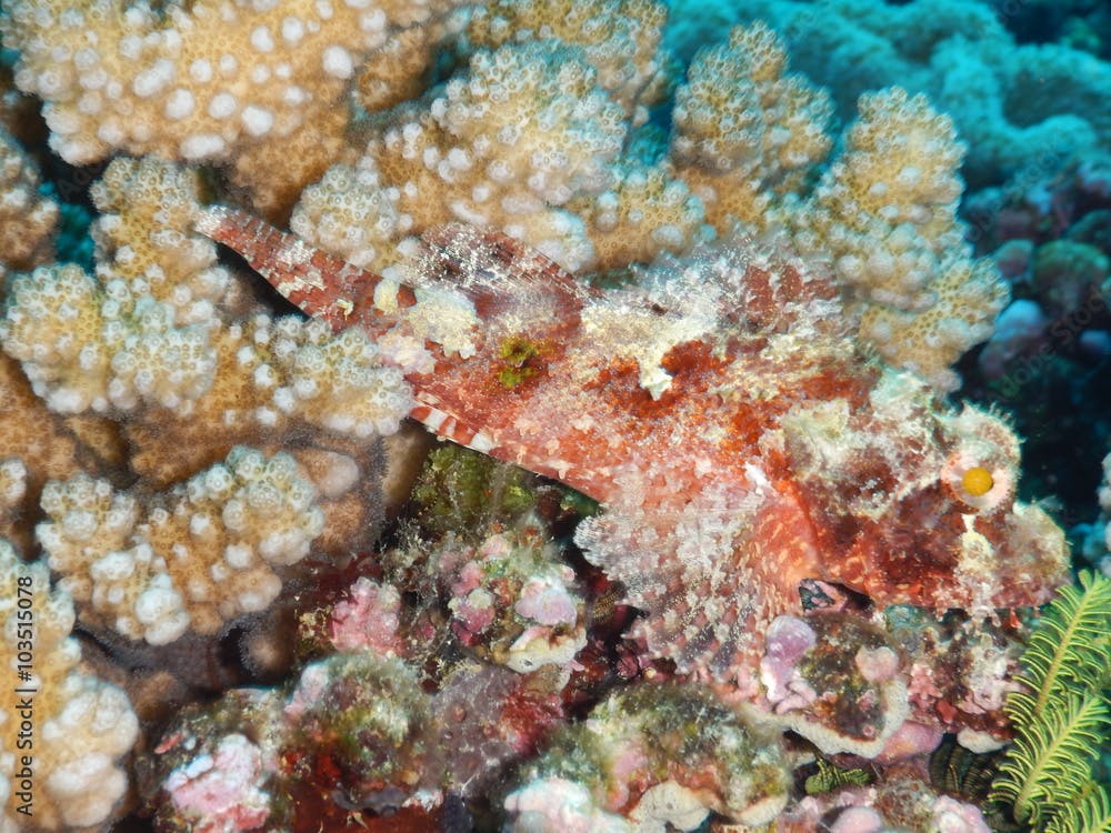 Papuan Scorpionfish (Scorpaenopsis papuensis) hiding in corals