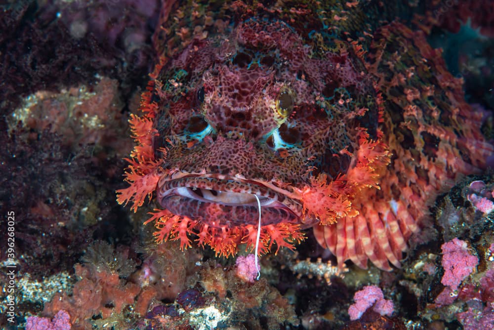 Papua Scorpionfish Scorpaenopsis papuensis