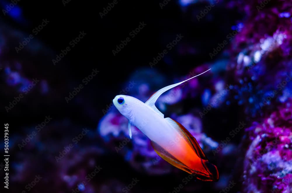 Nemateleotris magnifica, known by a variety of common names including fire goby, magnificent fire fish, fire dartfish, or red fire goby