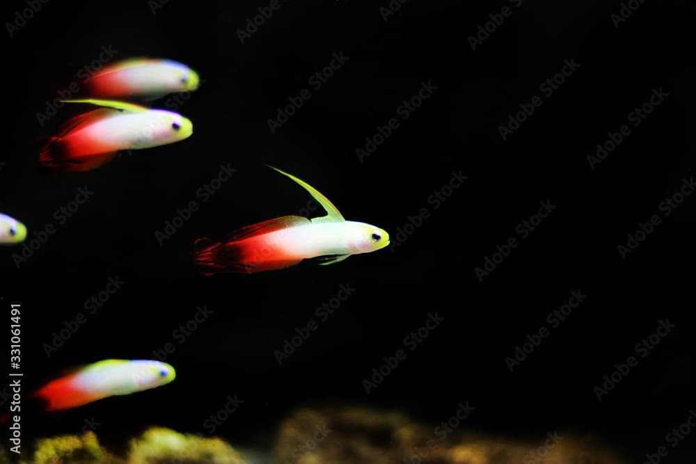 Red fire goby fish - Nemateleotris magnifica