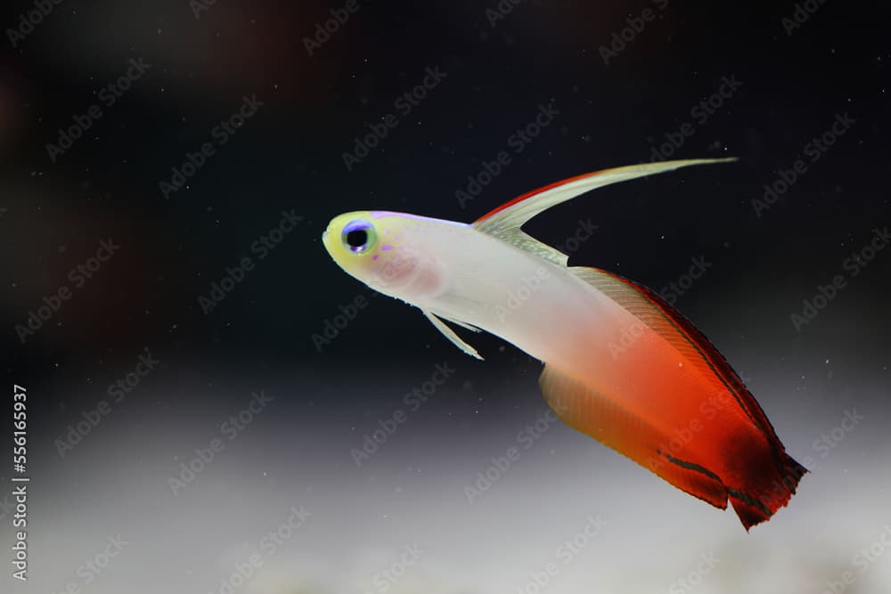 Fire Goby (Nemateleotris magnifica) in aquarium