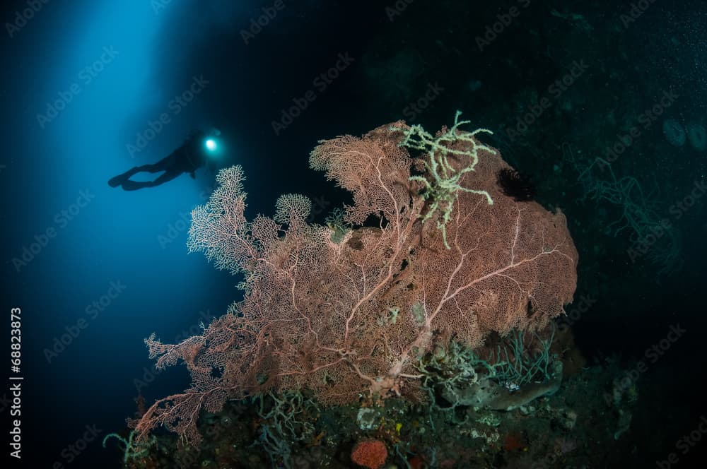 Sea fan Murella and sponge Aplysina cauliformis in Gorontalo.