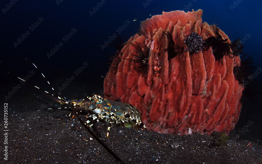 Incredible Underwater World - Ornate Spiny Lobster - Panulirus ornatus (living underneath Xestospongia testudinaria). Diving in Bali.