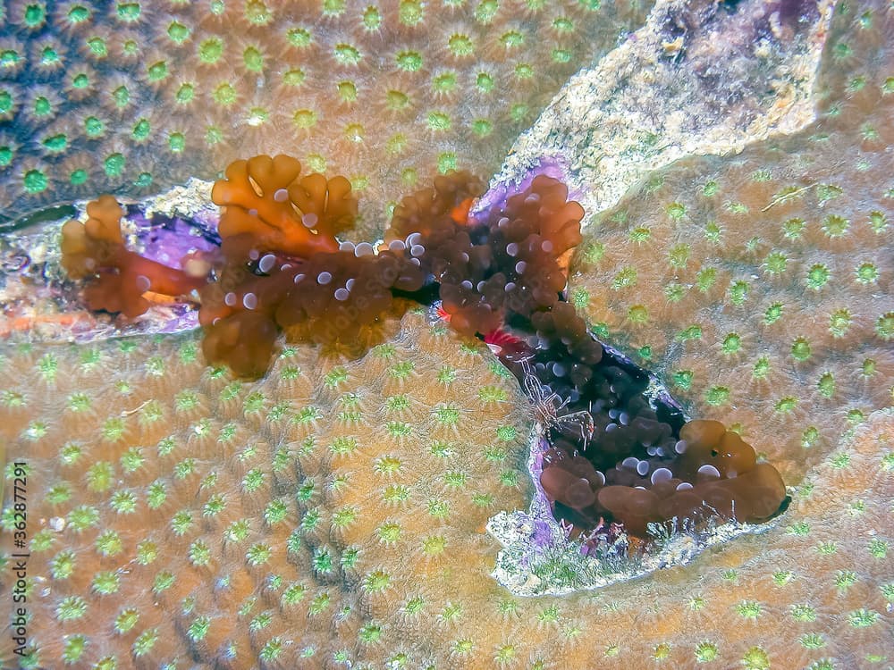 Caribbean coral garden