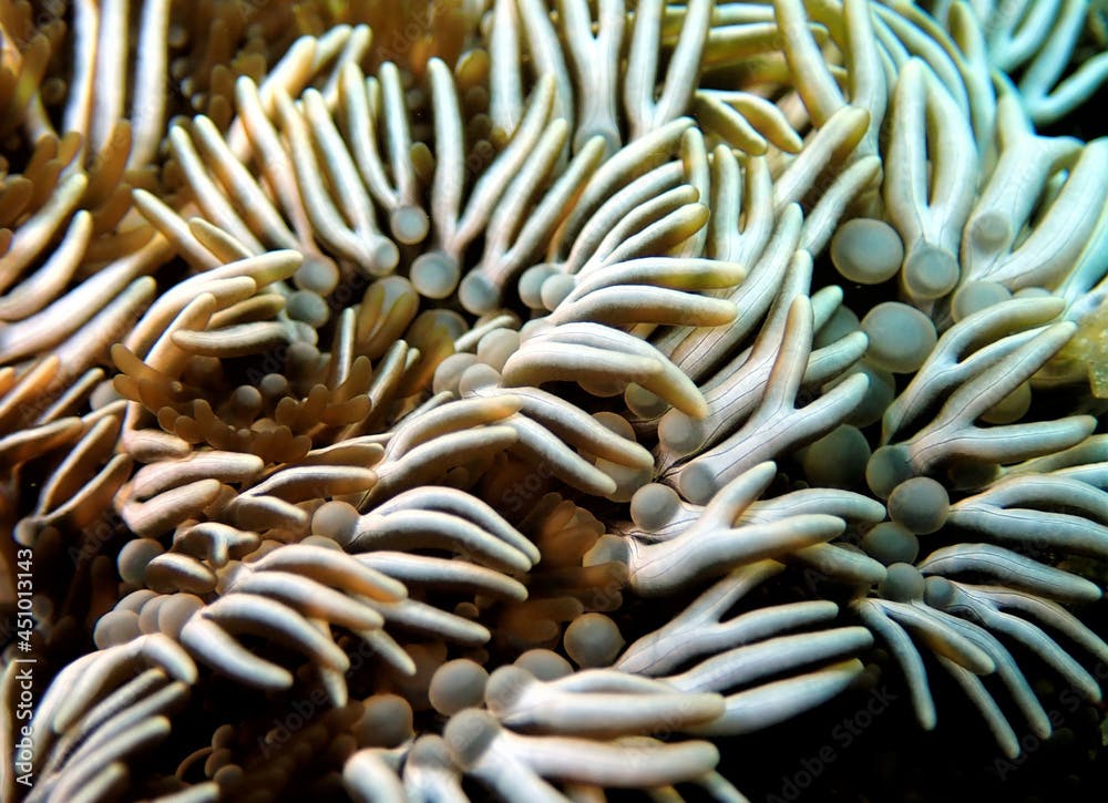 Branching anemone