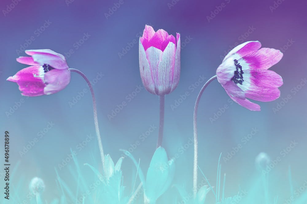 three branch anemone flower