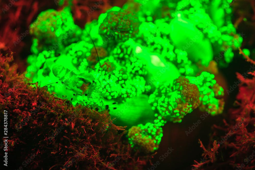 Underwater fluorescence emitted and photographed using special barrier filter. Branching Anemone (Actinodendron sp.) and Anemone Shrimp, Alor, Indonesia