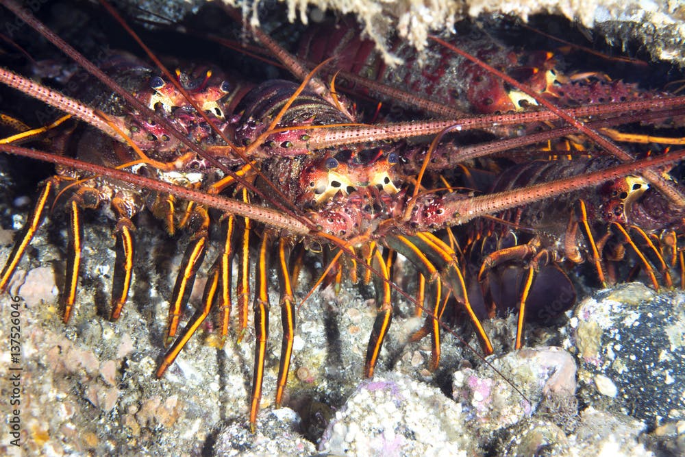 Group of lobsters under ledge