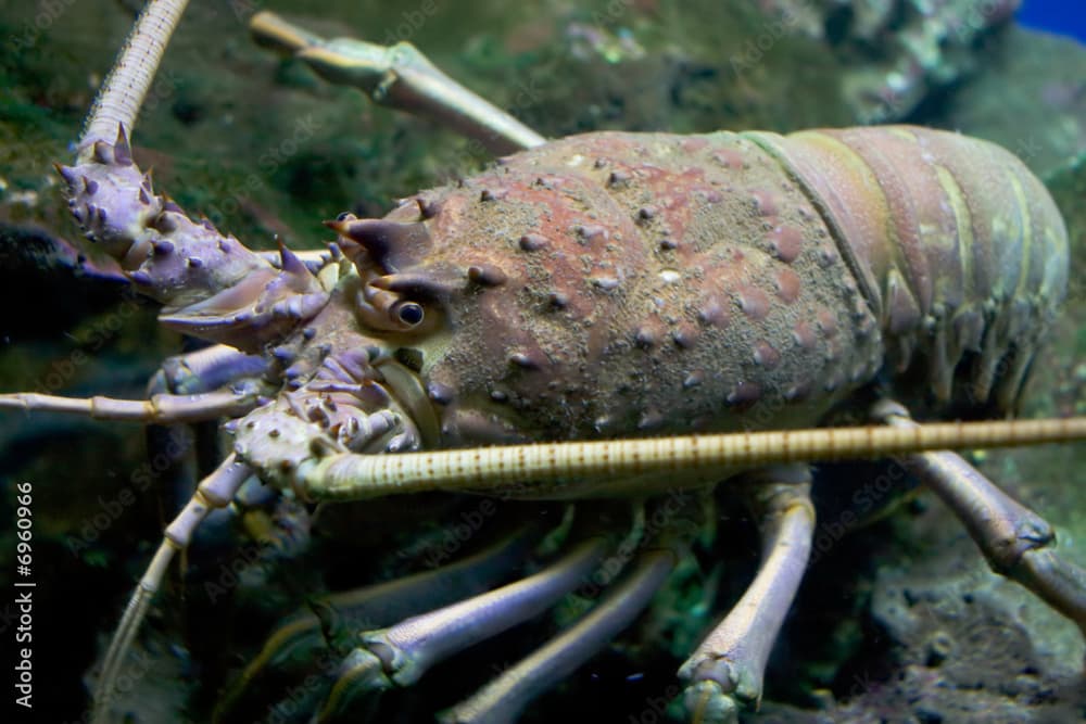 spiny lobster