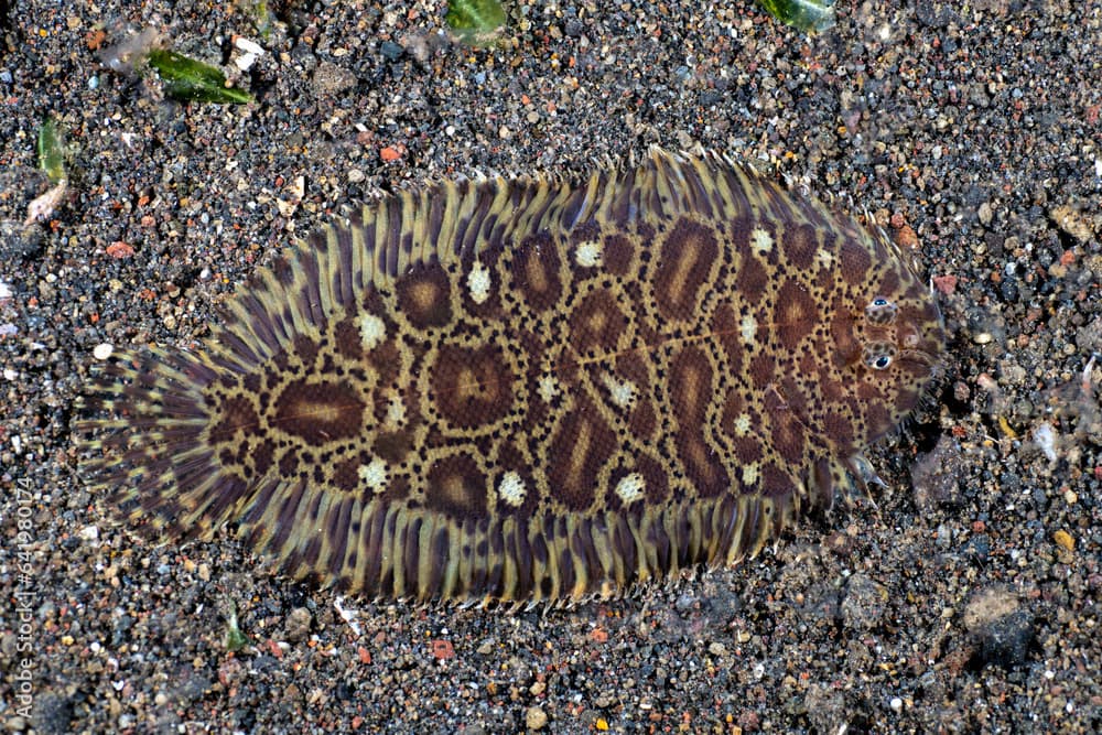 Flounder fish - Carpet Sole -Liachirus melanospilos on the seabed at night. Sea life of Bali, Indonesia.