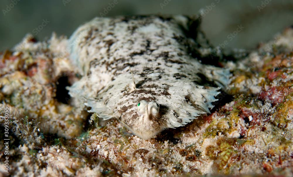 Oriental sole or Black sole or Carpet sole (Liachirus melanospilus) camouflaged on seabed, indo pacific marine