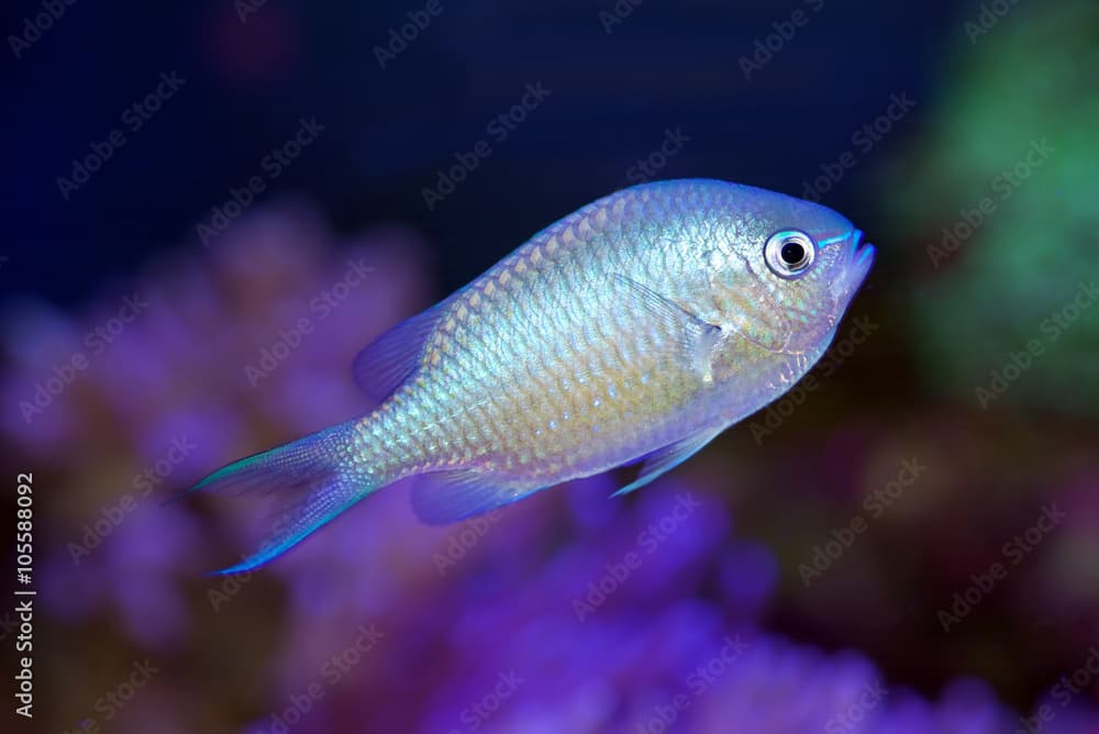 Blue Green Reef Chromis Damsel fis, Chromis viridis