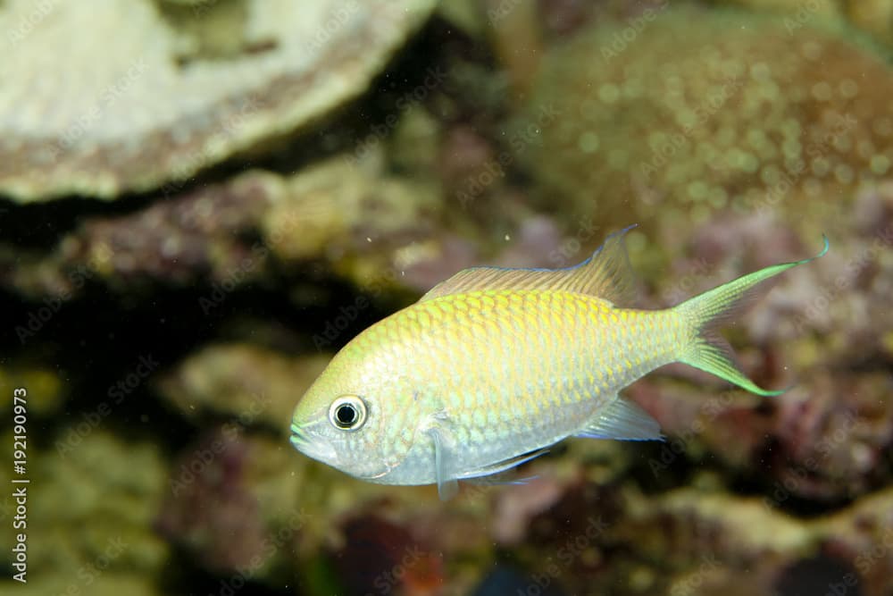 Blue Green Reef Chromis (Chromis viridis)