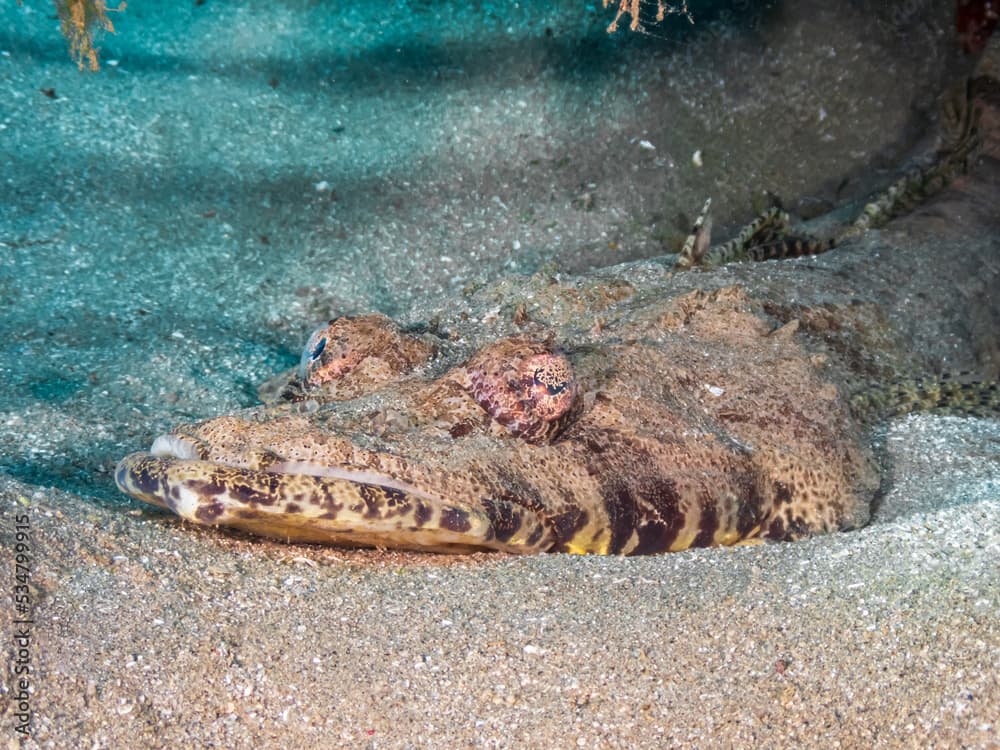 Portrait of a tentacled flathead or crocodilefish (Papilloculiceps longiceps), at the Ras Muhammad National Park, Red Sea, Egypt. Underwater photography and travel.