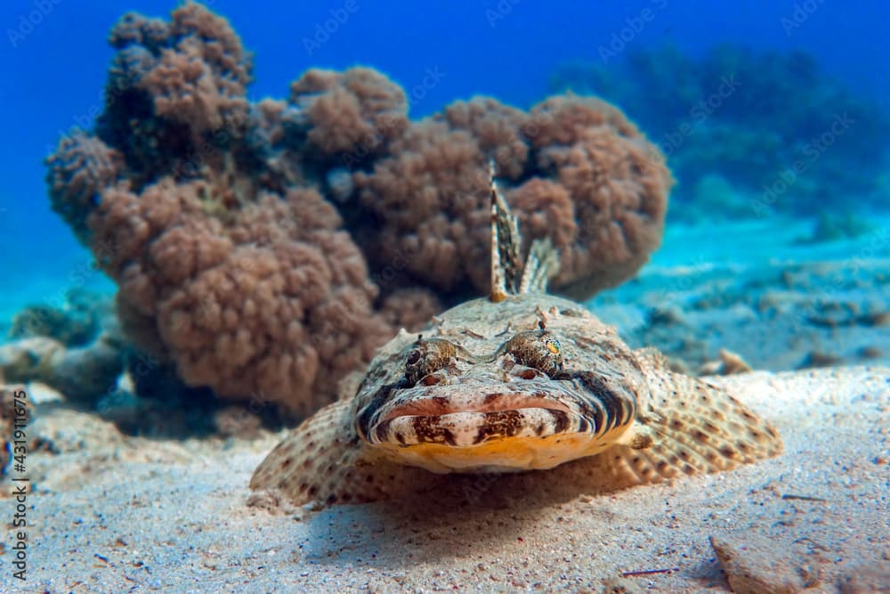 Crocodilefish (Papilloculiceps longiceps) - Red sea