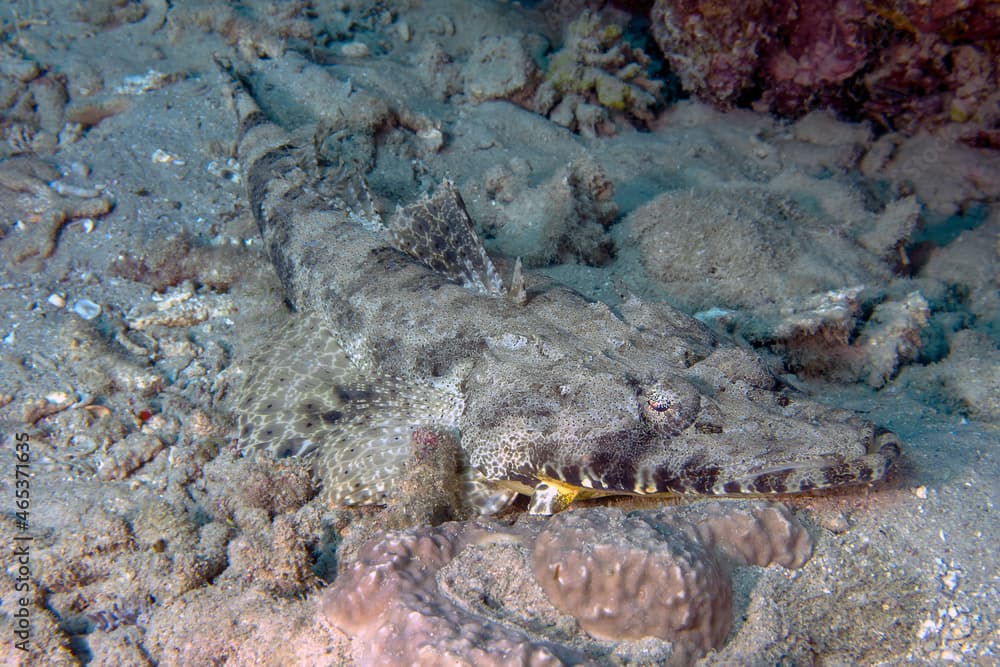 A Crocodilefish (Papilloculiceps longiceps) in the Red Sea