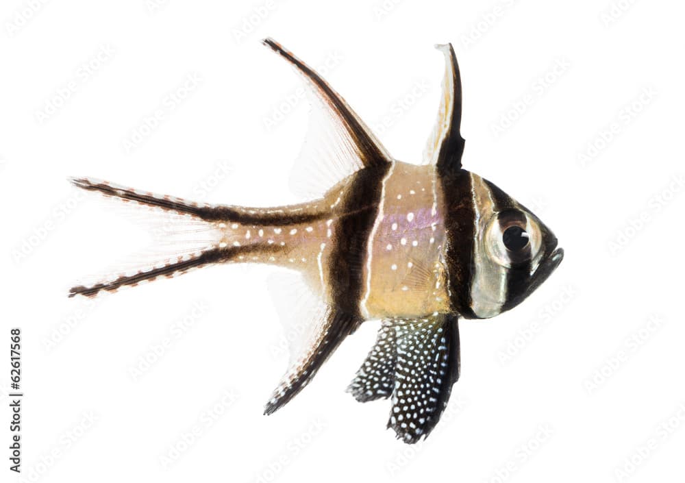 Side view of a Banggai Cardinalfish, Pterapogon kauderni